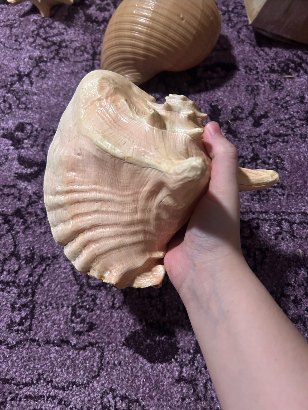 Natural Large Queen Conch Shell - Picture 7 of 7